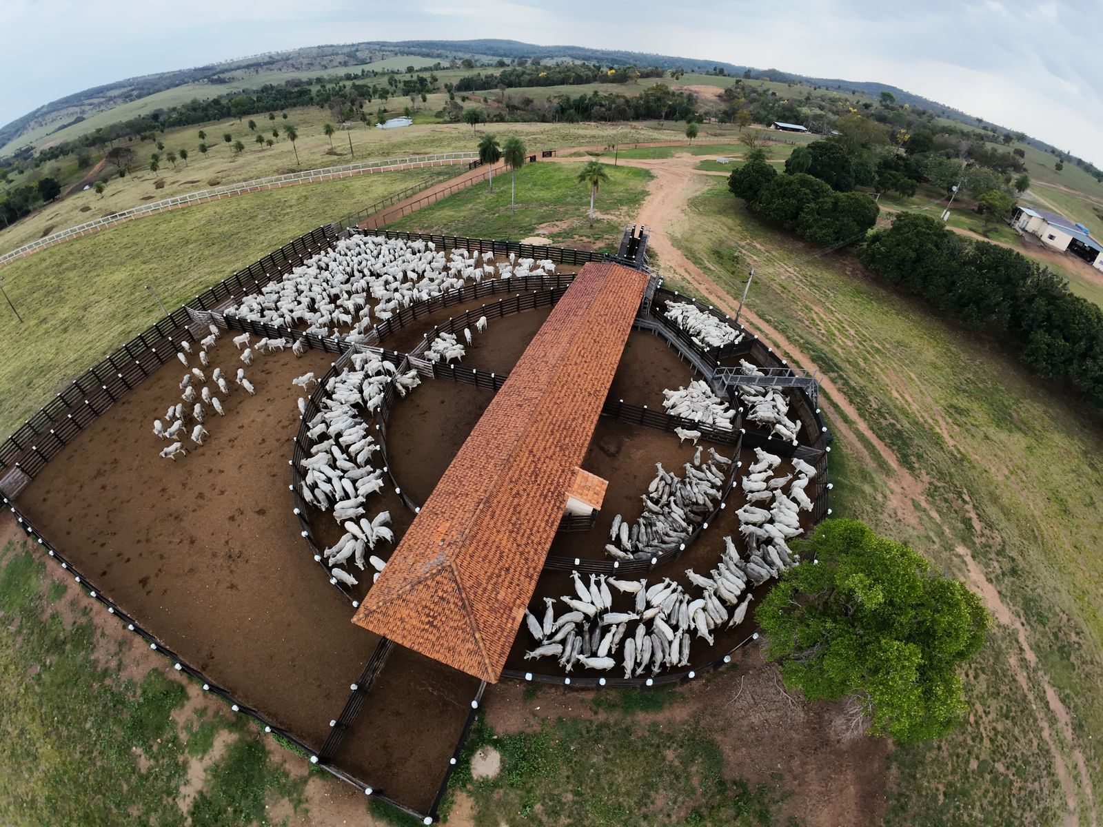 Agropecuária CF — Pecuária